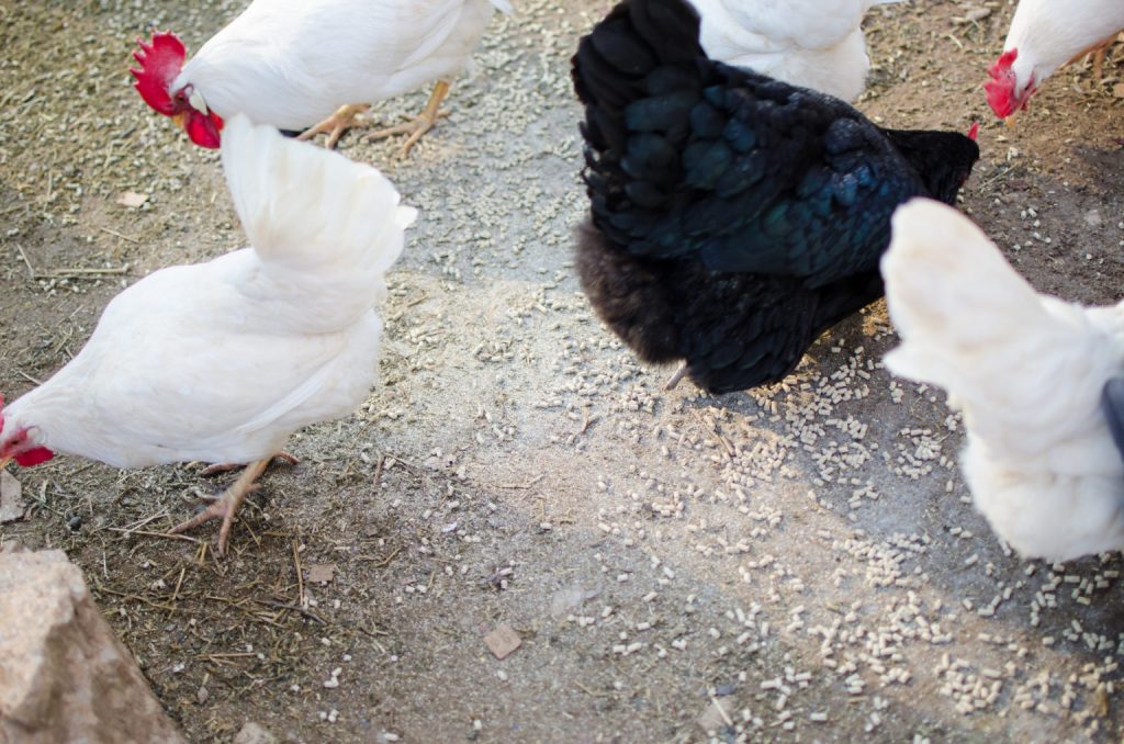 Alternative Chicken Feed Backyard Poultry
